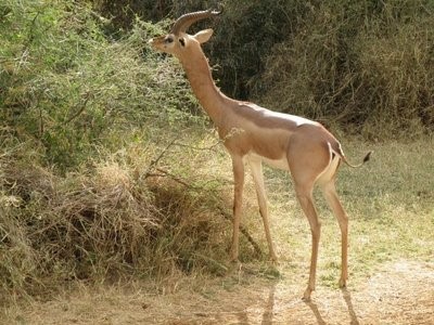 JAMBO KENYA SAFARI CLASSIC